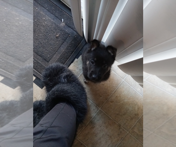 Medium Photo #14  Breeder Profile in MIDDLETOWN, CT, USA