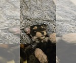 Small #6 Breeder Profile image