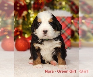 Bernese Mountain Dog Dog Breeder near PAYSON, UT, USA