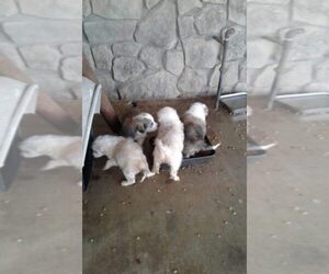 Anatolian Pyrenees Dog Breeder near MCLOUD, OK, USA