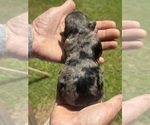 Small #7 Breeder Profile image