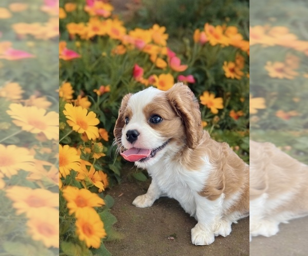Medium Photo #3  Breeder Profile in ABILENE, TX, USA