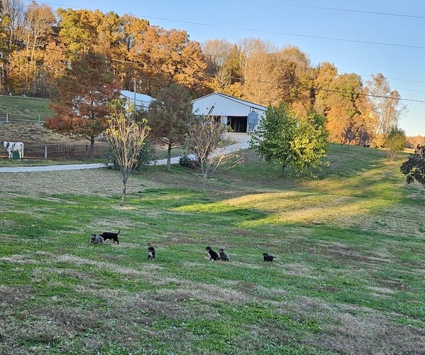 Medium Photo #1  Breeder Profile in UPTON, KY, USA