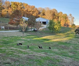 English Shepherd Dog Breeder near UPTON, KY, USA