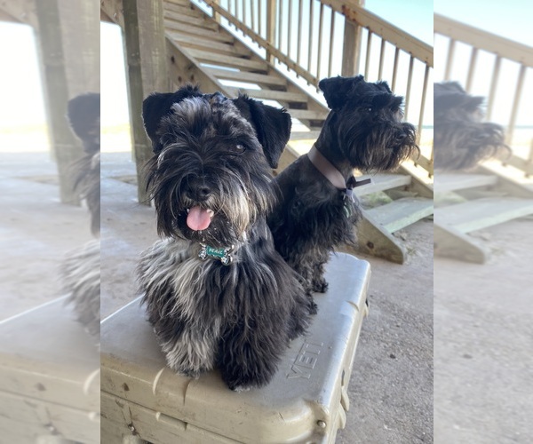 Medium Photo #6  Breeder Profile in PORT LAVACA, TX, USA