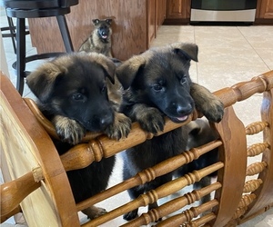 German Shepherd Dog Dog Breeder near GEORGE WEST, TX, USA