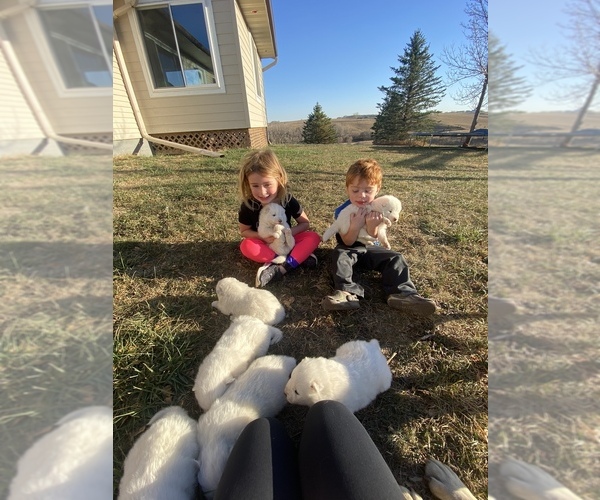 Medium Photo #1  Breeder Profile in INWOOD, IA, USA