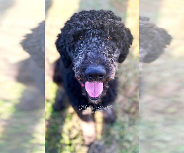 Medium Photo #1  Breeder Profile in SUFFOLK, VA, USA