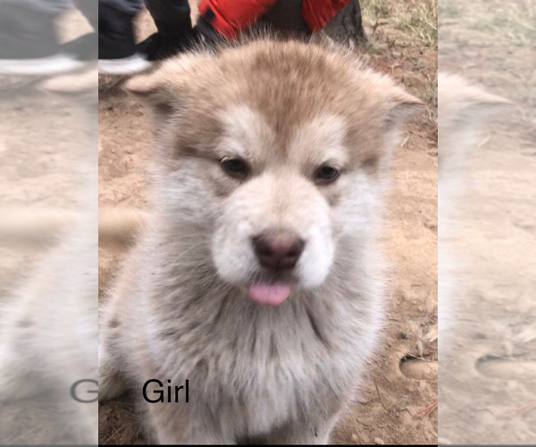 Medium Photo #1  Breeder Profile in KELLOGG, ID, USA