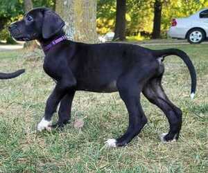 Great Dane Dog Breeder in NORTH NEWTON,  USA
