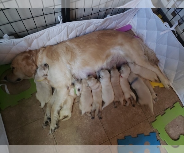 Medium Photo #1  Breeder Profile in QUEEN CREEK, AZ, USA