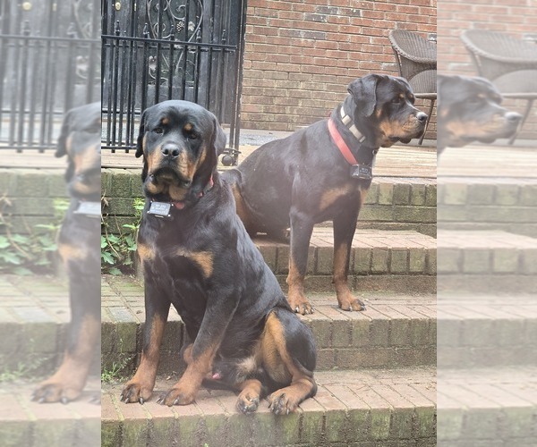 Medium Photo #9  Breeder Profile in BAHAMA, NC, USA