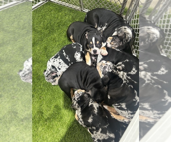 Medium Photo #27  Breeder Profile in BATTLE CREEK, MI, USA