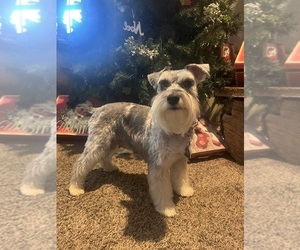 Schnauzer (Miniature) Dog Breeder near HESPERIA, CA, USA
