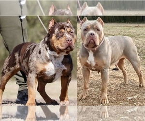 American Bully Dog Breeder near DE LEON SPRINGS, FL, USA