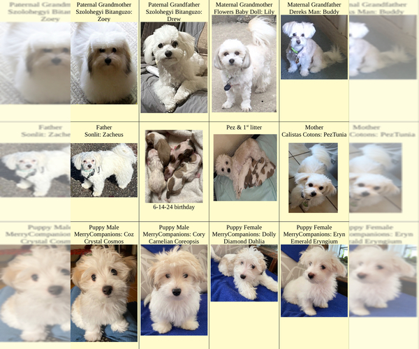 Medium Photo #1  Breeder Profile in LISLE, IL, USA