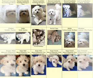 Coton de Tulear Dog Breeder near LISLE, IL, USA