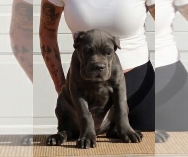 Medium Photo #7  Breeder Profile in AMARILLO, TX, USA