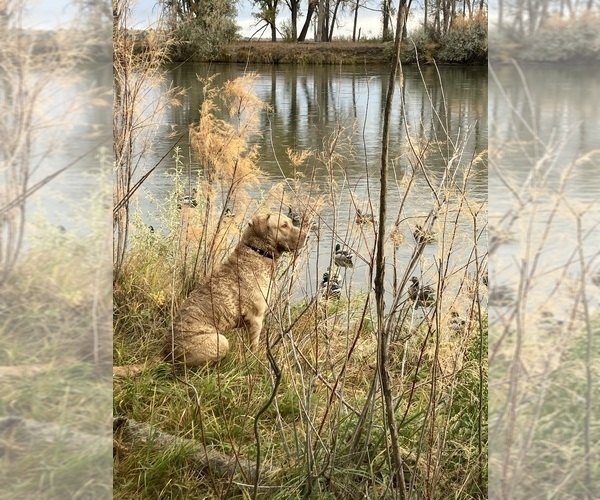 Medium Photo #6  Breeder Profile in WAKE FOREST, NC, USA