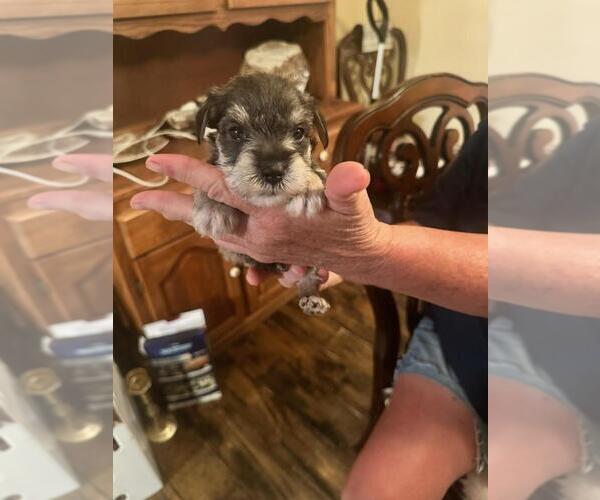 Medium Photo #19  Breeder Profile in OCILLA, GA, USA