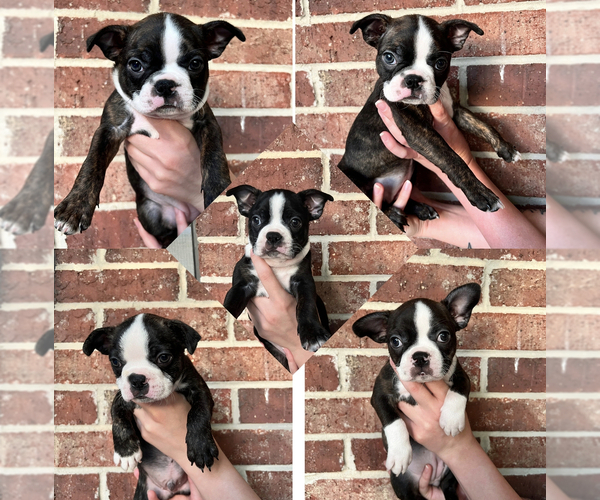 Medium Photo #1  Breeder Profile in YUKON, OK, USA
