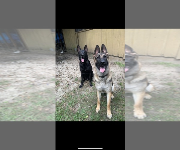 Medium Photo #1  Breeder Profile in BEAUMONT, TX, USA