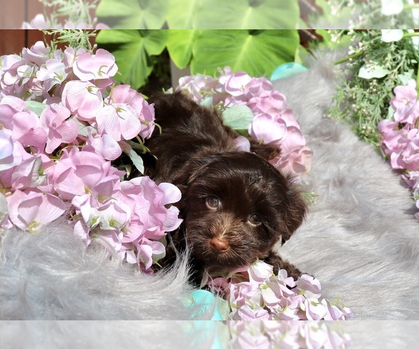 Medium Photo #1  Breeder Profile in HOLIDAY, FL, USA