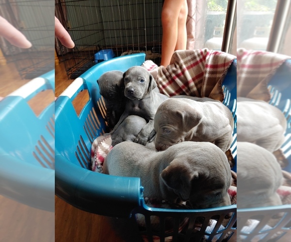 Medium Photo #1  Breeder Profile in WHITE PINE, TN, USA