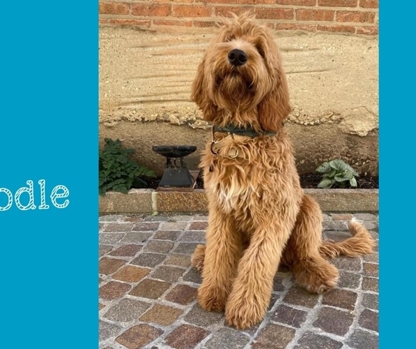 Medium Photo #4  Breeder Profile in CLEVELAND, OH, USA