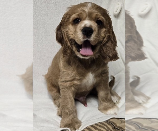 Medium Photo #19  Breeder Profile in HOLYOKE, MA, USA