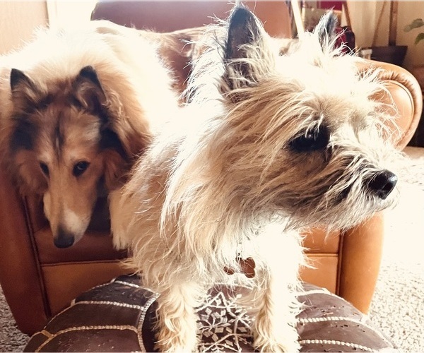 Medium Photo #48  Breeder Profile in FAIR OAKS, CA, USA