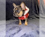 Small #1 Breeder Profile image