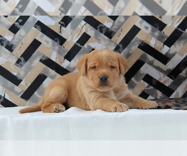 Medium Photo #13  Breeder Profile in HYDE PARK, VT, USA