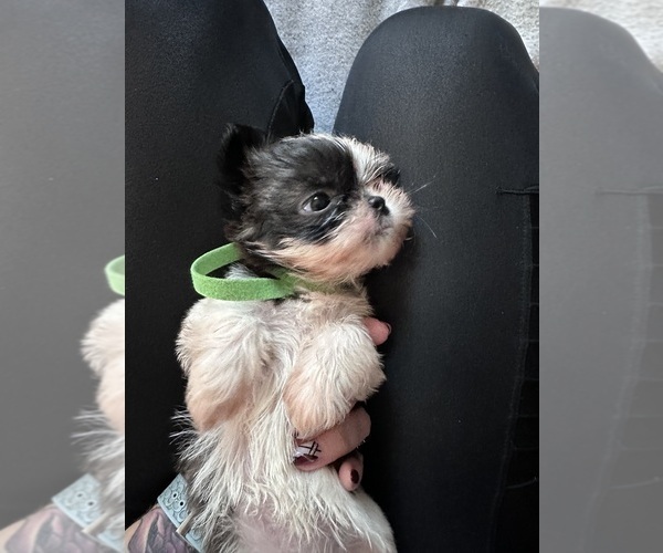 Medium Photo #2  Breeder Profile in HARRISBURG, PA, USA