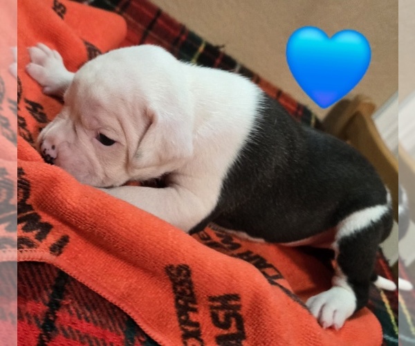 Medium Photo #31  Breeder Profile in SANTA ANA, CA, USA