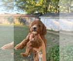 Small #3 Breeder Profile image