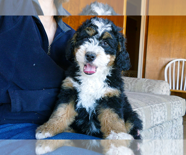 Medium Photo #13  Breeder Profile in ROY, UT, USA