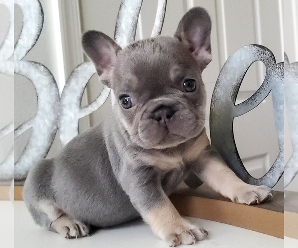 Medium Photo #1  Breeder Profile in FORT LEE, VA, USA