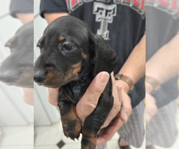 Medium Photo #2  Breeder Profile in HOUSTON, TX, USA