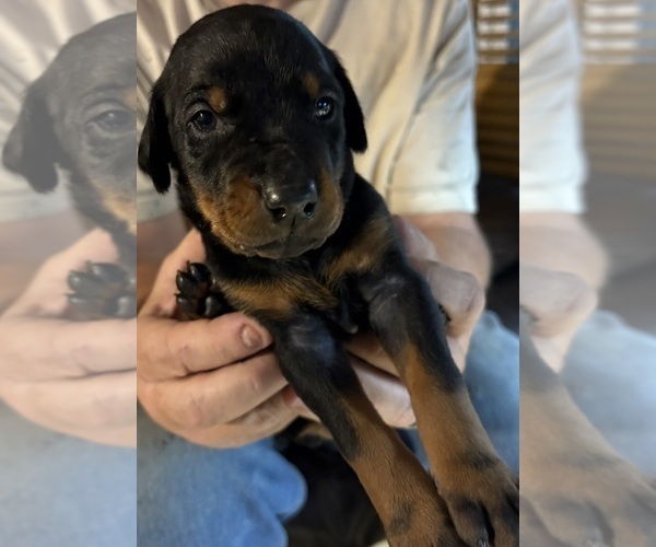 Medium Photo #8  Breeder Profile in KERNERSVILLE, NC, USA