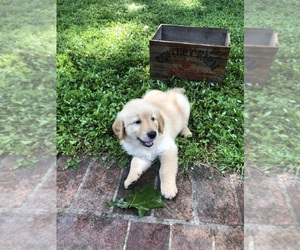Golden Retriever Dog Breeder near CANEYVILLE, KY, USA