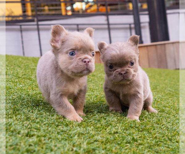 Medium Photo #1  Breeder Profile in ATLANTA, GA, USA