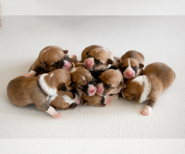 Medium Photo #1  Breeder Profile in WAVERLY HALL, GA, USA