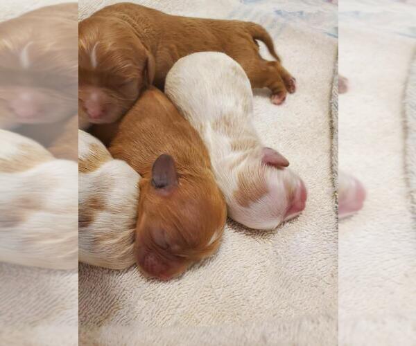 Medium Photo #1  Breeder Profile in HEMINGWAY, SC, USA