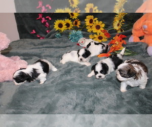 Shih Tzu Dog Breeder near THAYER, KS, USA