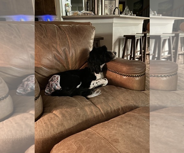 Medium Photo #24  Breeder Profile in BAYTOWN, TX, USA