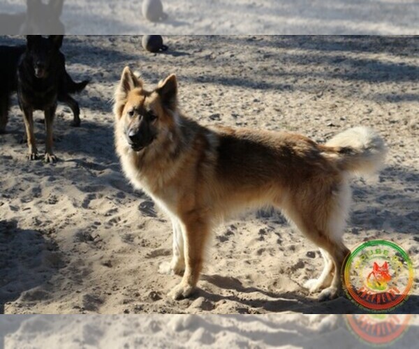 Medium Photo #1  Breeder Profile in BROOKSVILLE, FL, USA