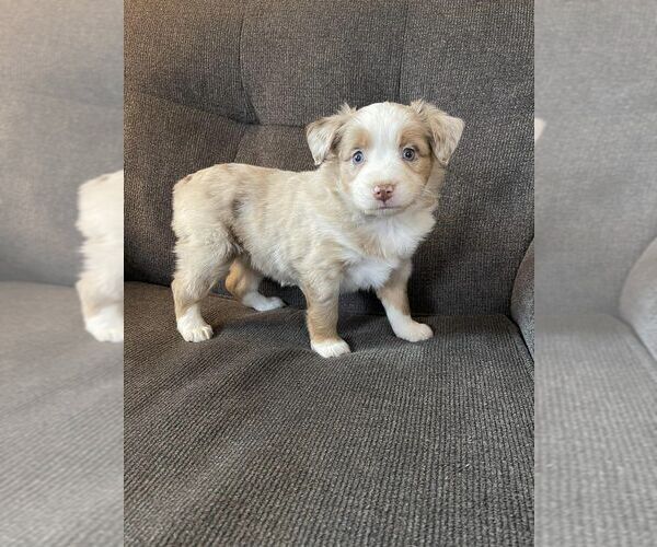 Medium Photo #8  Breeder Profile in CLEVELAND, MO, USA