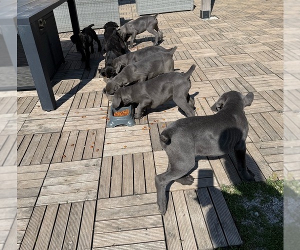 Medium Photo #1  Breeder Profile in STUART, IA, USA