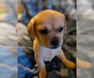 Pekingese Dog Breeder near GARFIELD, AR, USA